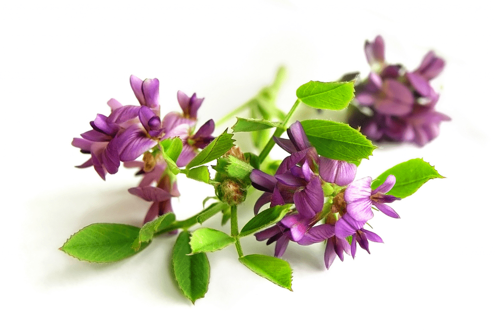 Alfalfa spherical as part of Artovitel