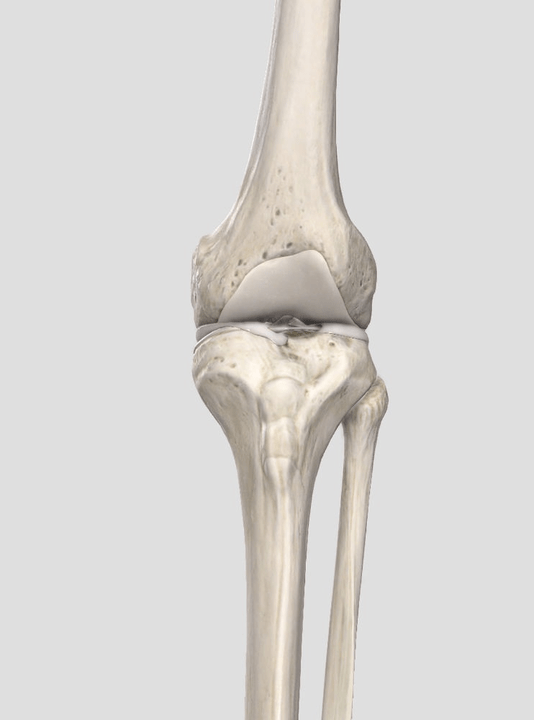 Hearing of cartilage